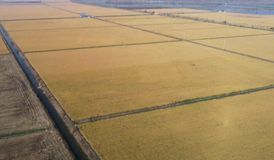 上海大型農(nóng)業(yè)集團(tuán)應(yīng)用標(biāo)領(lǐng)wms系統(tǒng)，完善農(nóng)資倉(cāng)儲(chǔ)體系_wms倉(cāng)儲(chǔ)管理系統(tǒng)